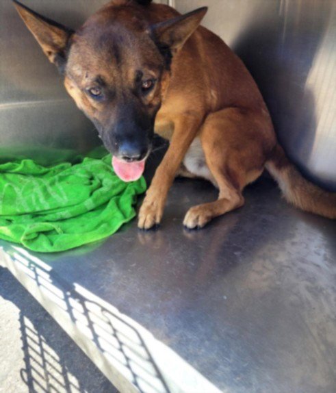 RINGO - Belgian Shepherd Malinois available for adoption