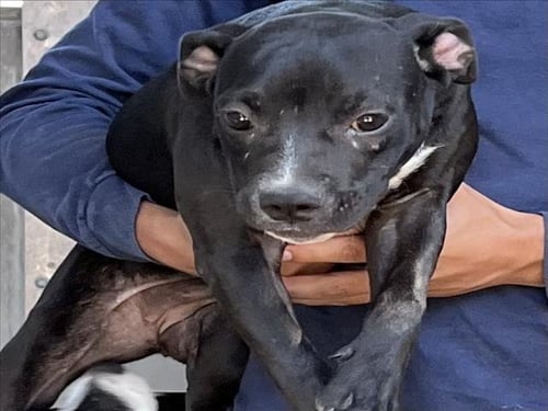 CINNAMON - Pit Bull Terrier available for adoption