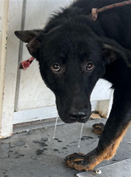 JUSTICE - German Shepherd Dog available for adoption