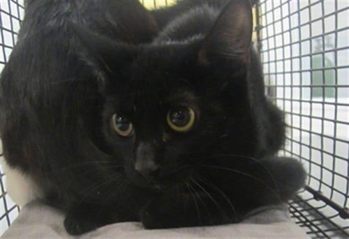 PASHMINA - Domestic Short Hair available for adoption