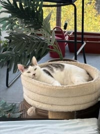SCOOTER - Photo 1