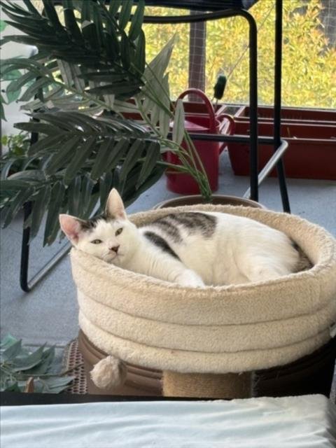 SCOOTER - Domestic Short Hair available for adoption