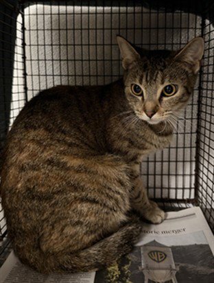 MAMA GIA - Domestic Short Hair available for adoption