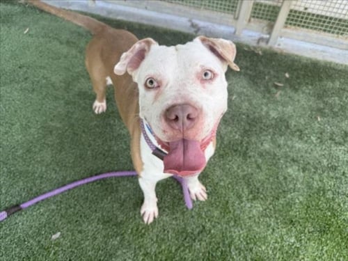 JELLY BEAN - Pit Bull Terrier available for adoption