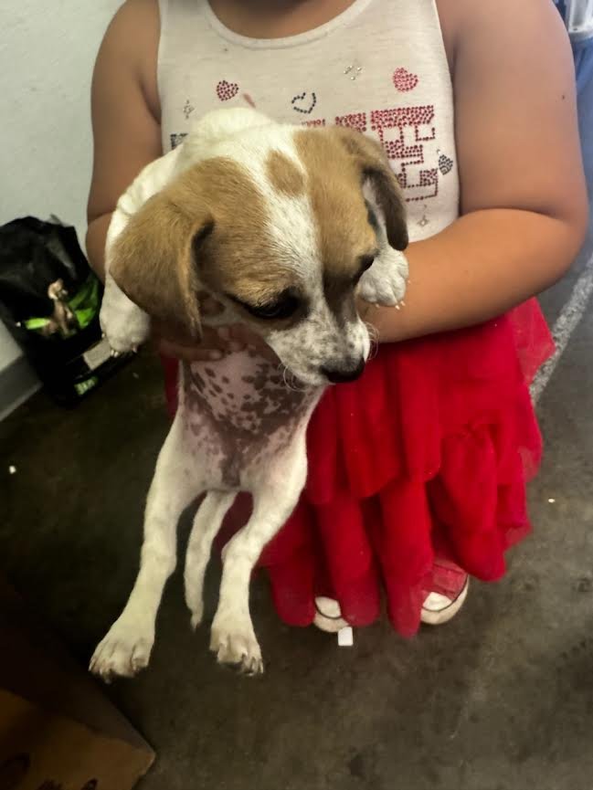 OSA - Chihuahua available for adoption