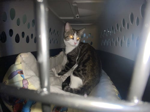 PENNELL - Domestic Short Hair available for adoption