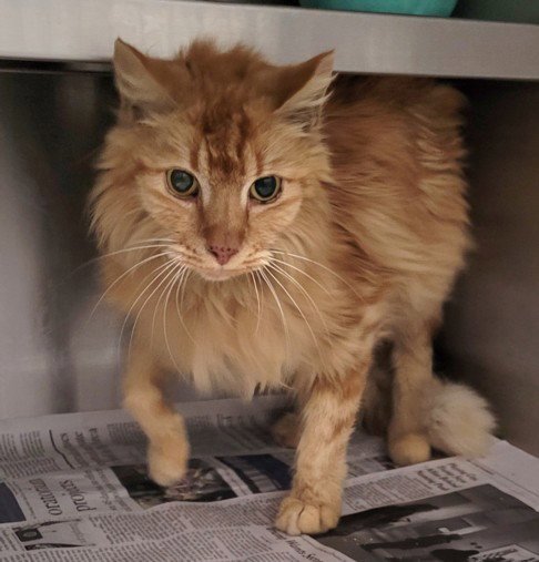 LIGHT - Domestic Short Hair for adoption in Los Angeles