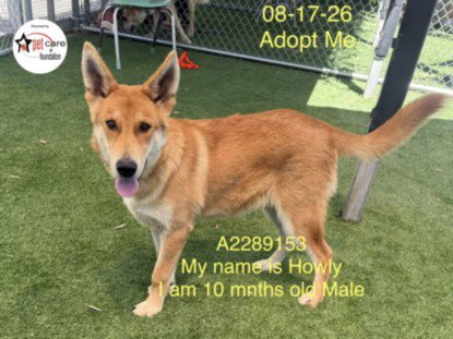 HOWLY Image