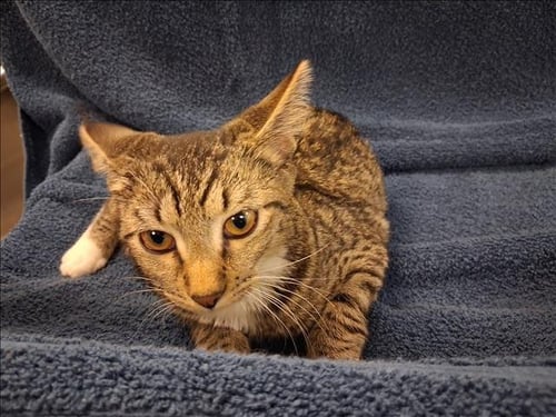WILLOW - Domestic Short Hair available for adoption
