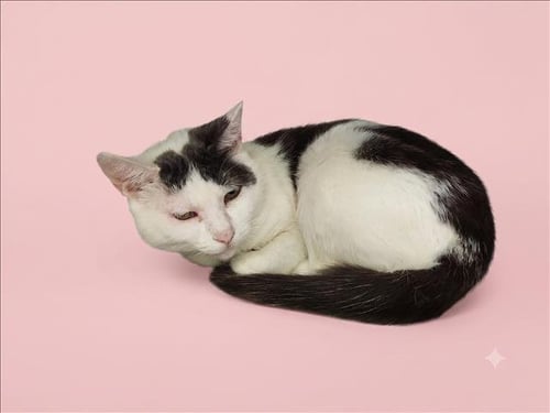 MARLUNA - Domestic Short Hair available for adoption