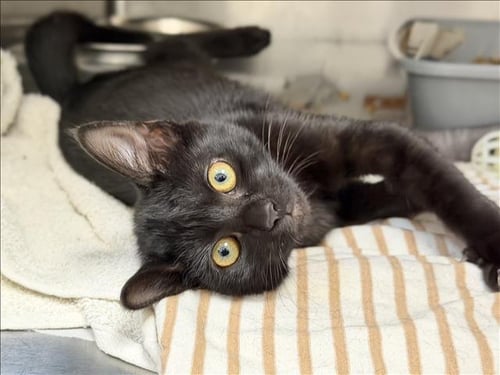 PIPPA - Domestic Short Hair available for adoption