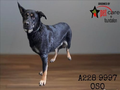 OSO - German Shepherd Dog available for adoption
