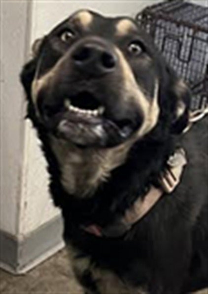 DOLIVER - German Shepherd Dog available for adoption