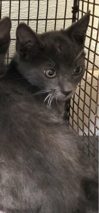 DIPSY - Domestic Short Hair available for adoption