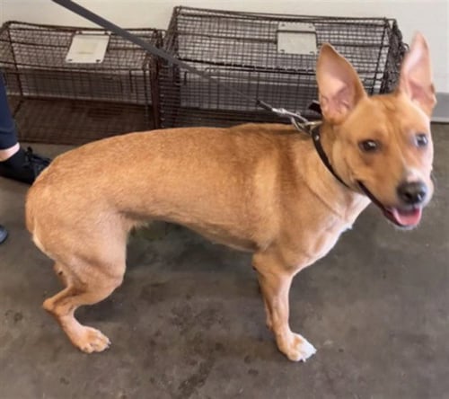 FRENCH FRY - Pit Bull Terrier available for adoption
