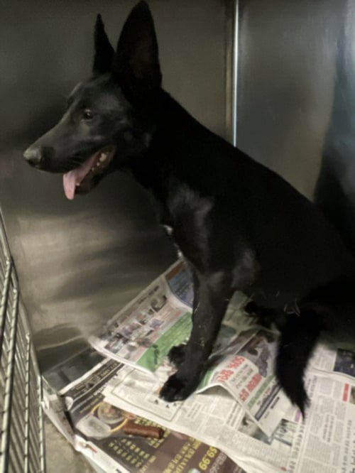 MISTY - German Shepherd Dog available for adoption