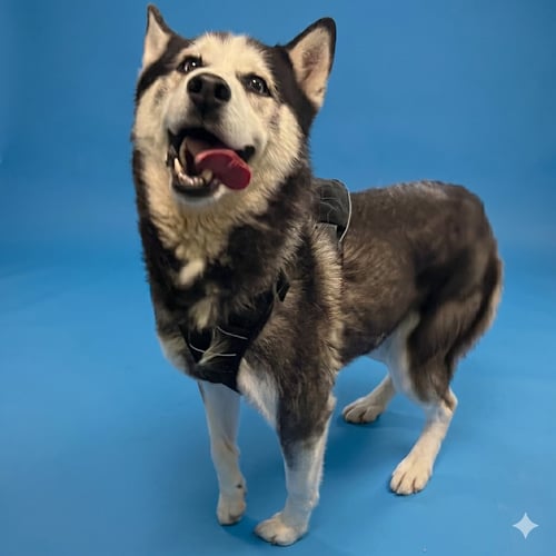 COCO - Husky available for adoption