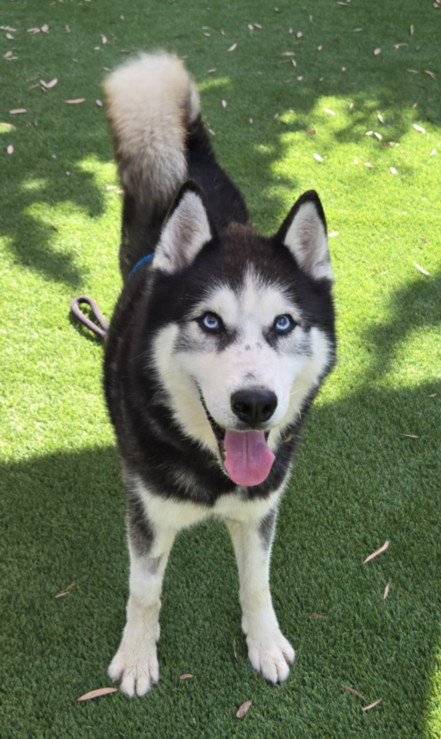 COCO - Husky available for adoption