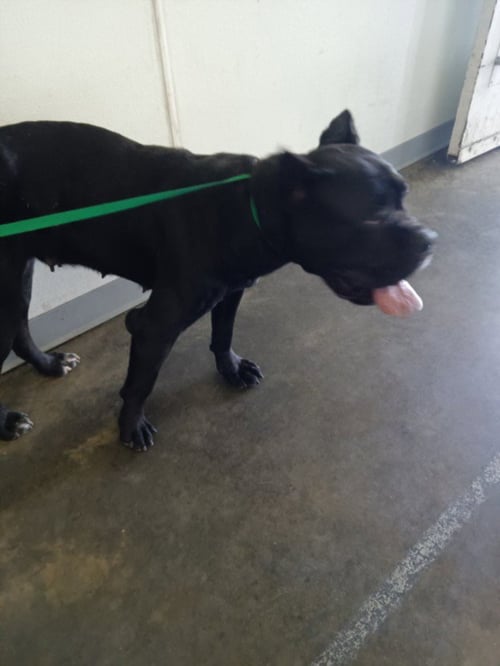 FLOWER - Cane Corso Mastiff available for adoption