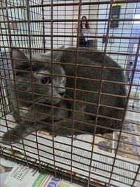 GRAY - Photo 1