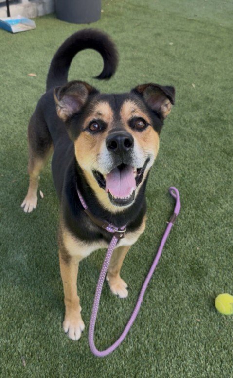 COOPER - German Shepherd Dog available for adoption