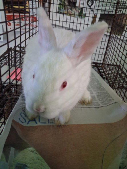 SNOWBALL - Shorthaired Rabbit available for adoption