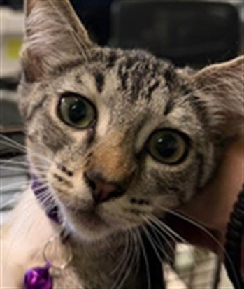 MICHU Image