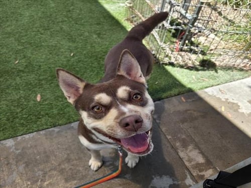 BETSI - Husky available for adoption