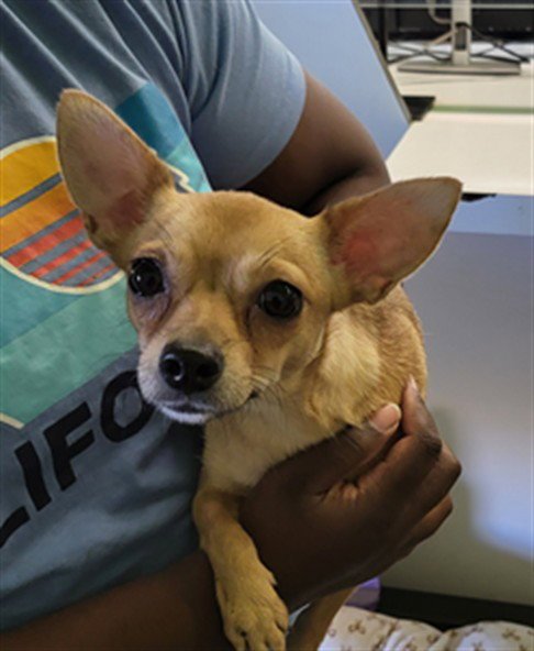 CHIQUIS - Chihuahua available for adoption