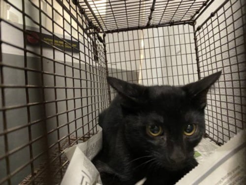 ITCHY - Domestic Short Hair available for adoption