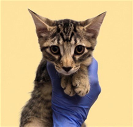 A2291962 - Domestic Short Hair available for adoption