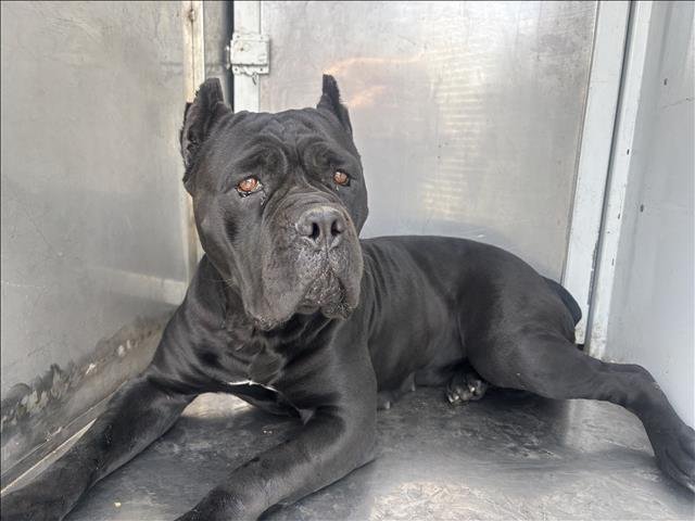 PANTERA - Cane Corso Mastiff available for adoption