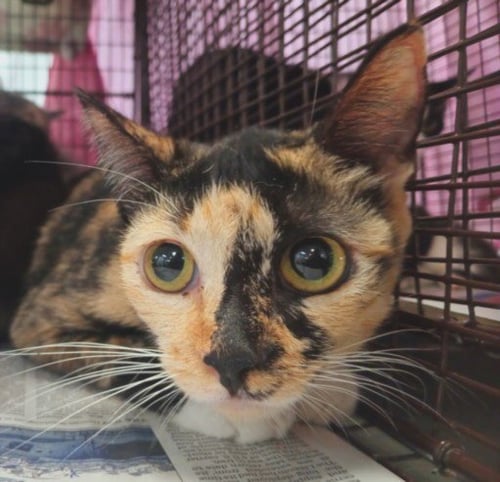 DULCE - Domestic Short Hair available for adoption