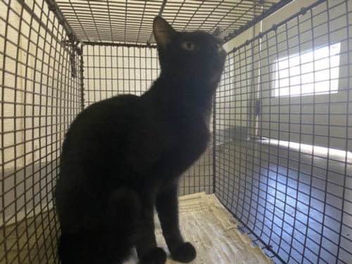 PINA - Domestic Short Hair available for adoption