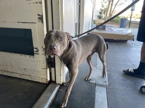 KANE - Pit Bull Terrier / Cane Corso Mastiff available for adoption