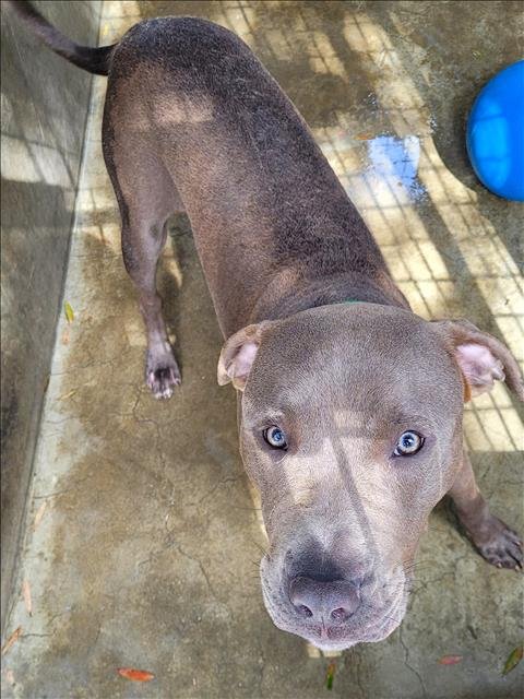 KANE - Pit Bull Terrier / Cane Corso Mastiff available for adoption