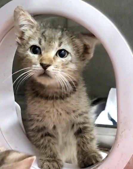 A2290415 - Domestic Short Hair available for adoption