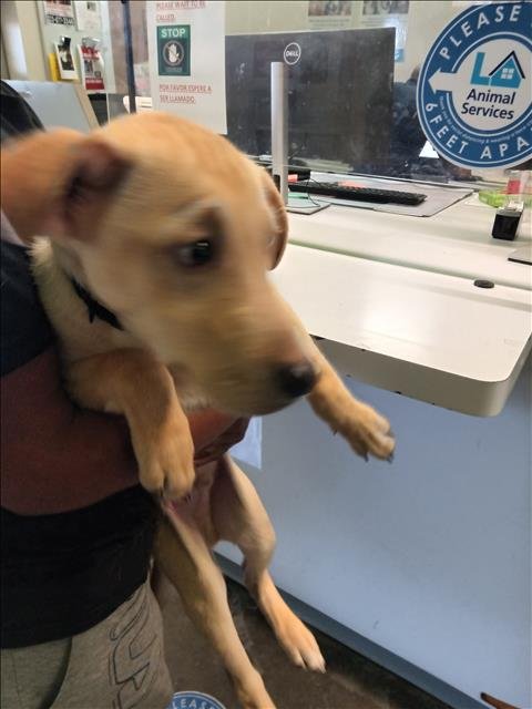 PIBBLE - Labrador Retriever available for adoption