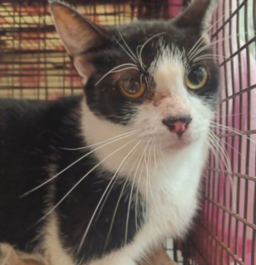 JEWEL - Domestic Short Hair available for adoption