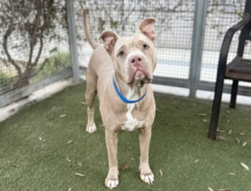 MAMA - Pit Bull Terrier available for adoption