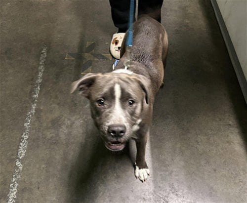 PETA - Pit Bull Terrier available for adoption