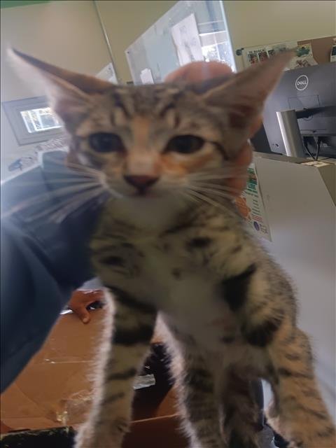 QUESO - Domestic Short Hair available for adoption