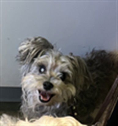 ELLIE - Poodle (Miniature) available for adoption