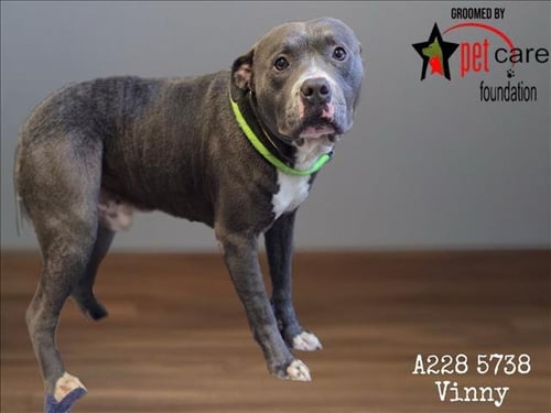 VINNY - Pit Bull Terrier available for adoption