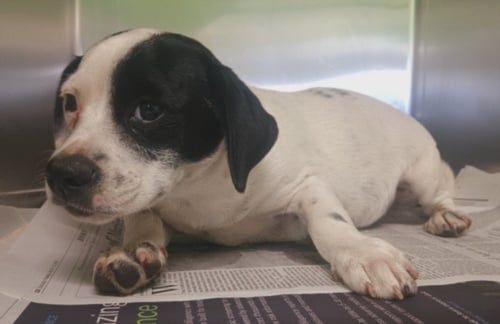 A2287580 - Beagle available for adoption