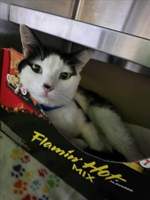 ANGEL - Domestic Short Hair available for adoption