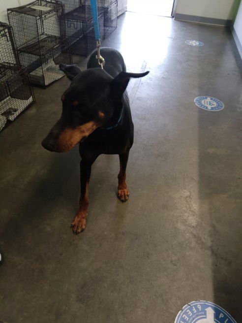 TOOTSIE - Doberman Pinscher available for adoption