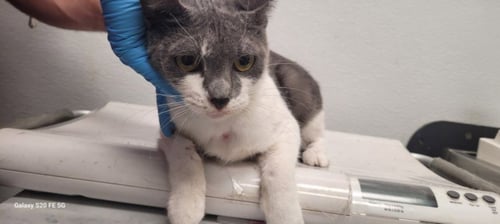 BELL BELL - Domestic Short Hair available for adoption