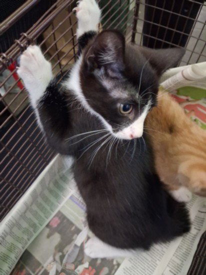NERO - Domestic Short Hair available for adoption