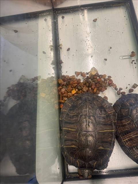 A2302072 - Turtle available for adoption